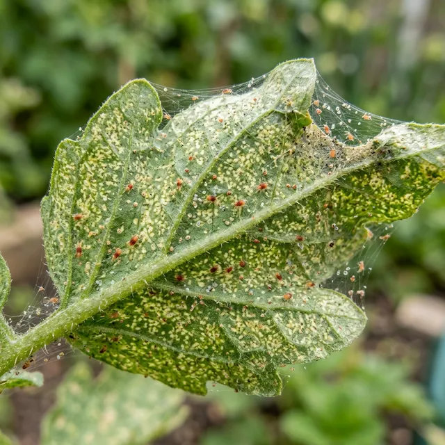 How to Get Rid of Spider Mites Naturally